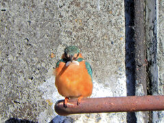 今日のカワセミ　さん　♀　３