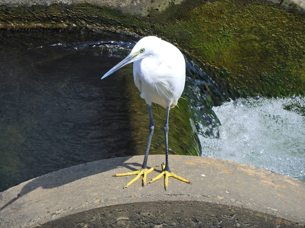 コサギ　１