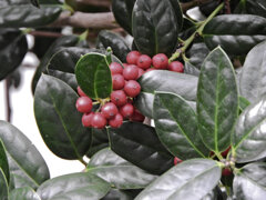 柊黐 （ひいらぎもち）　４