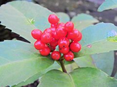 「千両（せんりょう）」の実　４