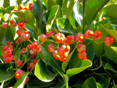 柾 （まさき）の実　５