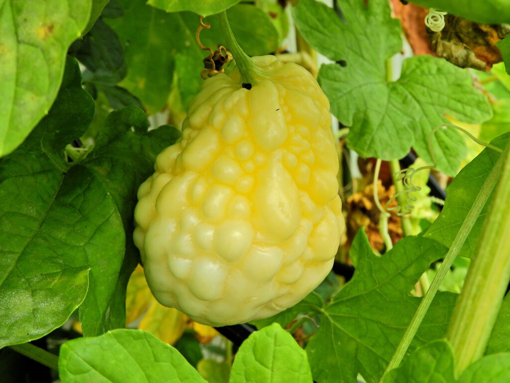 アップルゴーヤ　４