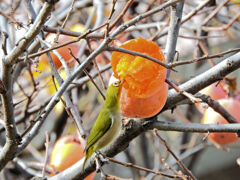 柿喰う　メジロさん　５