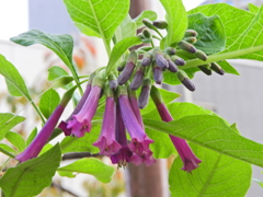 イオクロマ・キアネウ　３