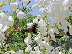 藤の花　白花　にクマバチさん