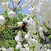 藤の花　白花　にクマバチさん
