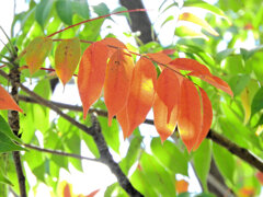 グラデーション「櫨の木（はぜのき）」（紅葉）３