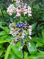 藪茗荷　花と実　４