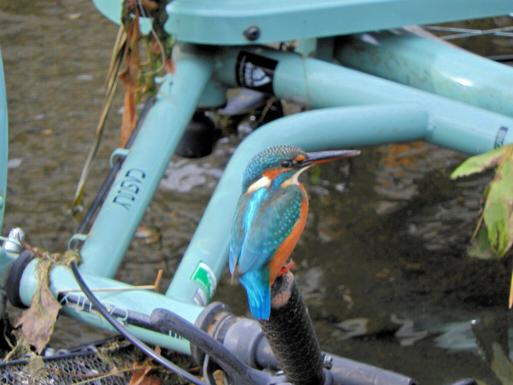 河川に捨てられた自転車のハンドルに・・・　翡翠さん　２