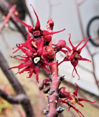 マルバノキ（丸葉の木）花　３