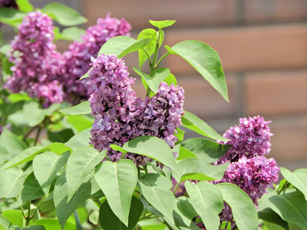 ライラック、  リラ、紫丁香花（むらさきはしどい）６