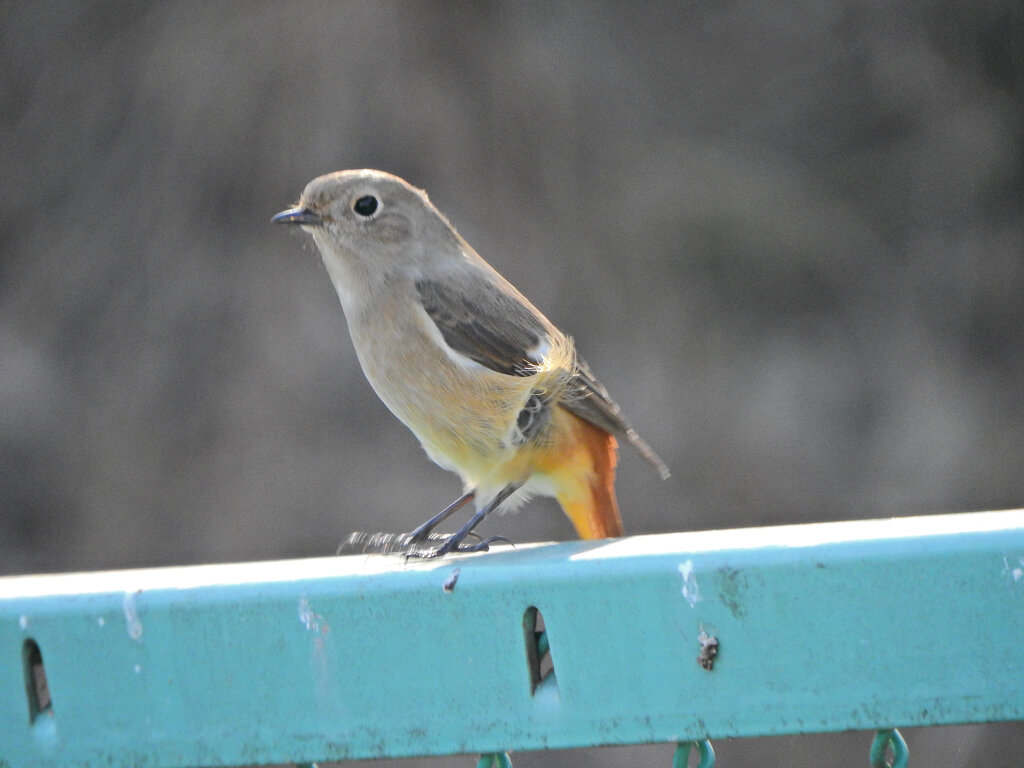 久々の　ジョビ子さん　３