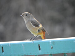 久々の　ジョビ子さん　３