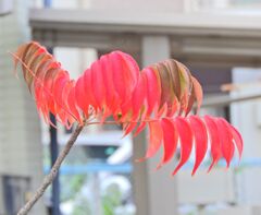 山櫨（ヤマハゼ）の紅葉　４