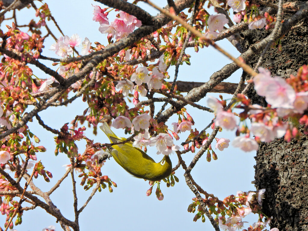 サクジロー⌒(ё)⌒　７