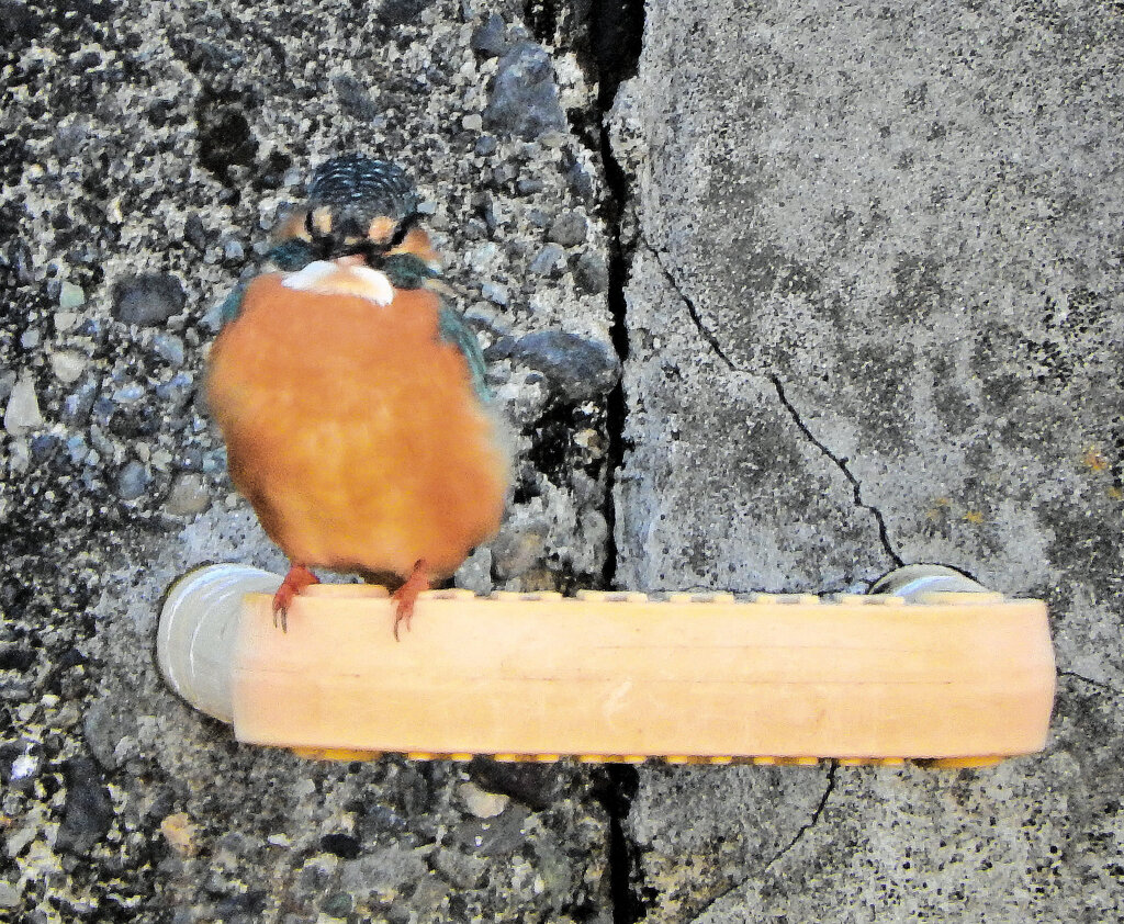 今日の　カワセミ　さん　２