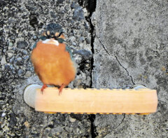 今日の　カワセミ　さん　２