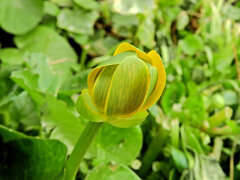 ヒメリュウキンカ（姫立金花）３