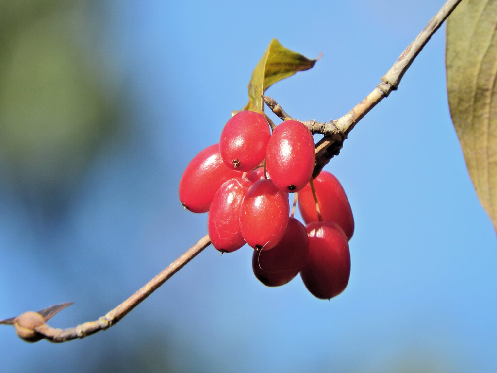 まだ残っていた　山茱萸（サンシュユ）の実　７