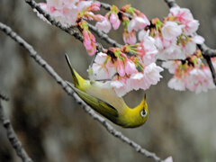 大寒桜（オオカンザクラ）にメジロ　４
