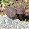 公園の花壇に謎のキノコ　４