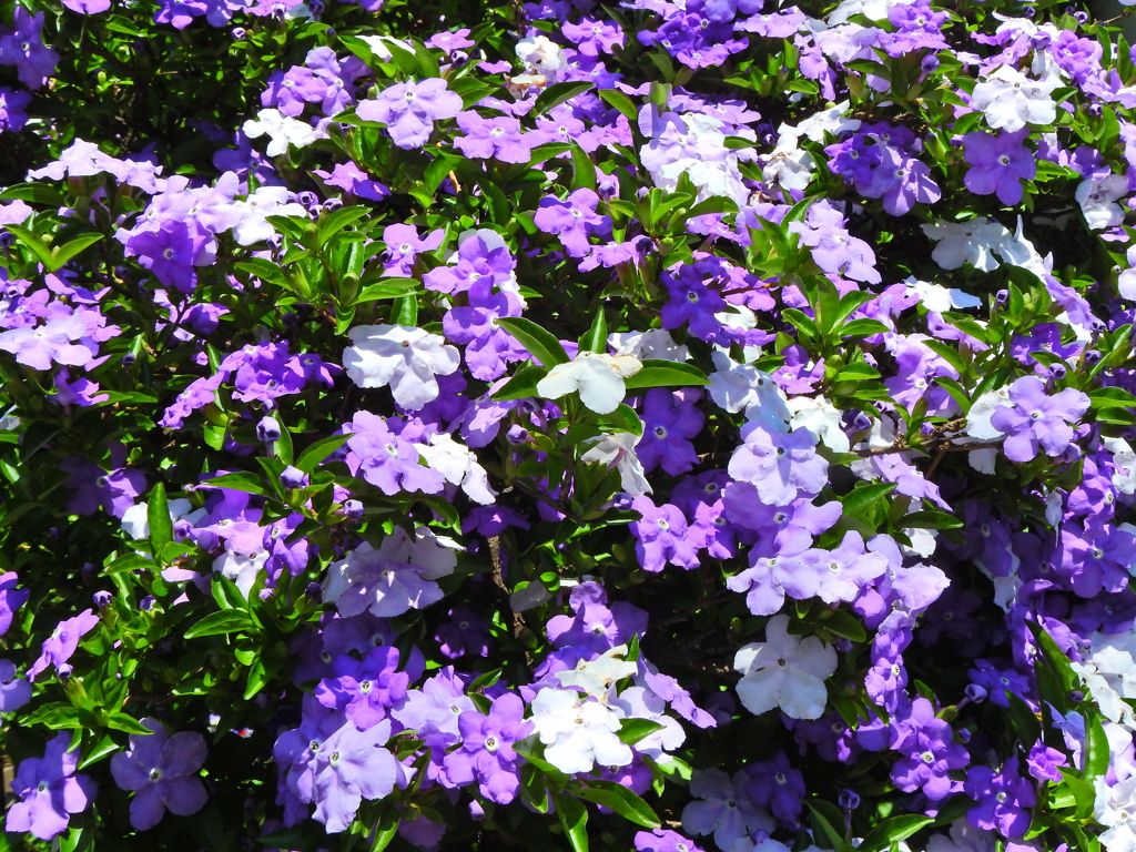 匂番茉莉（においばんまつり）１