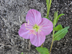 赤花夕化粧 （あかばなゆうげしょう）２