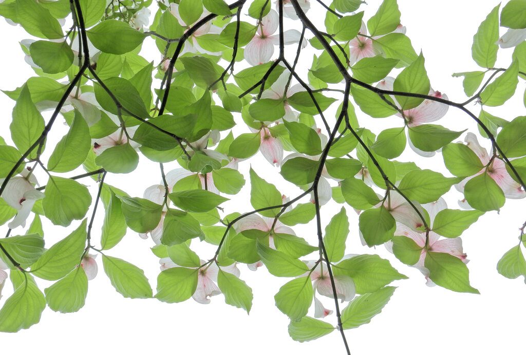 見上げると花水木　４