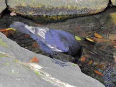 カラス　白い羽が混ざった個体　１