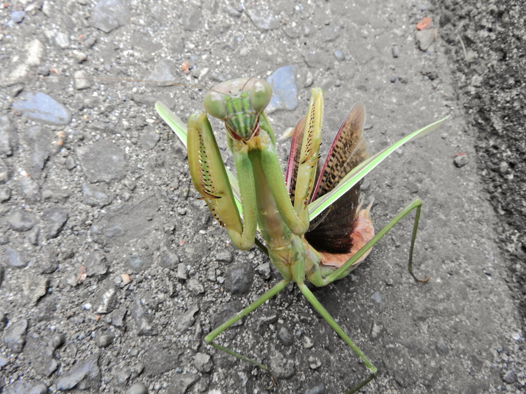 蟷螂さんと出合って遊んだ(∩.∩）　９