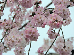 枝垂れ桜　開花　５