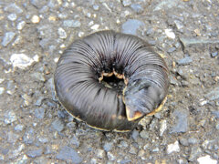 エビガラスズメ終齢幼虫　2/2