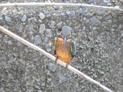 腹黒い　カワセミ　５