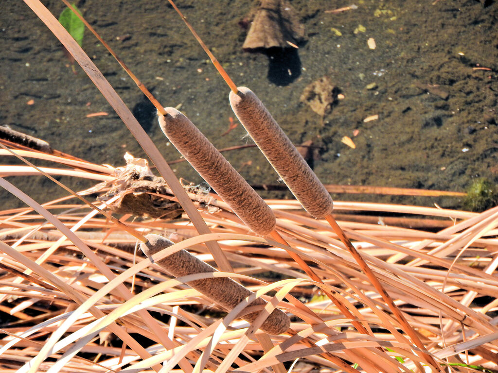 「がまの穂」（蒲の穂）１