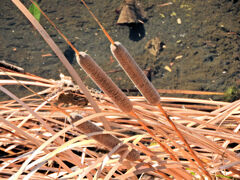 「がまの穂」（蒲の穂）１