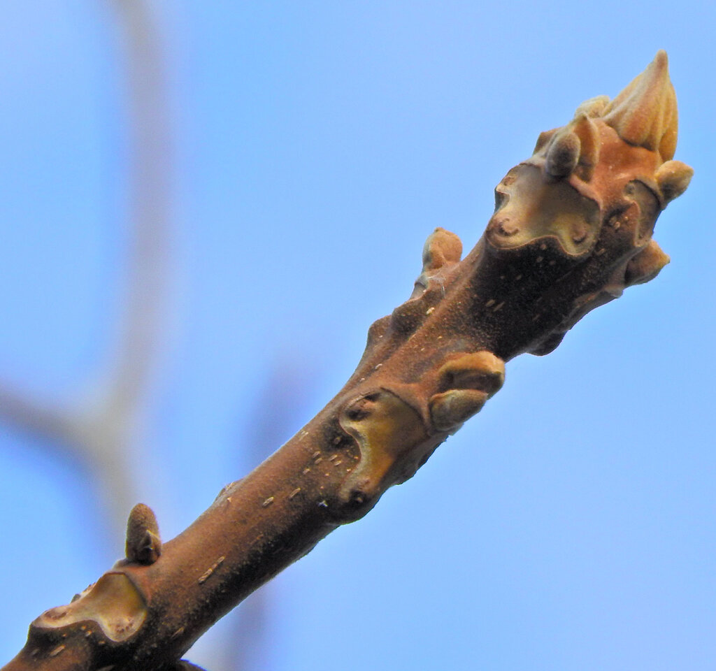 オニグルミの新芽（冬芽）羊の顔か猿の顔？　２