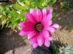 真冬のオステオスペルマム　２