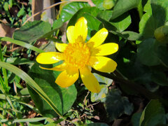 ヒメリュウキンカ（姫立金花）４