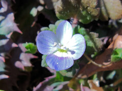 大犬のフグリ （おおいぬのふぐり）３