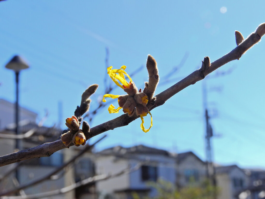 満作 （まんさく）　開花　1/2