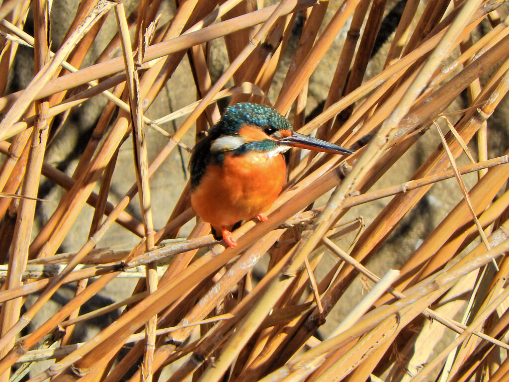 今日のカワセミ　さん　１