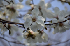 辛夷の花　９