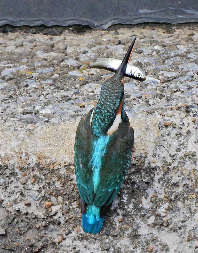 久々のカワセミ　さん　５