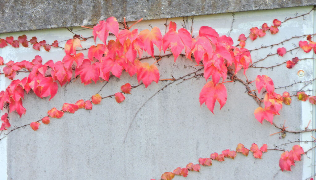 蔦なるもの・・・１