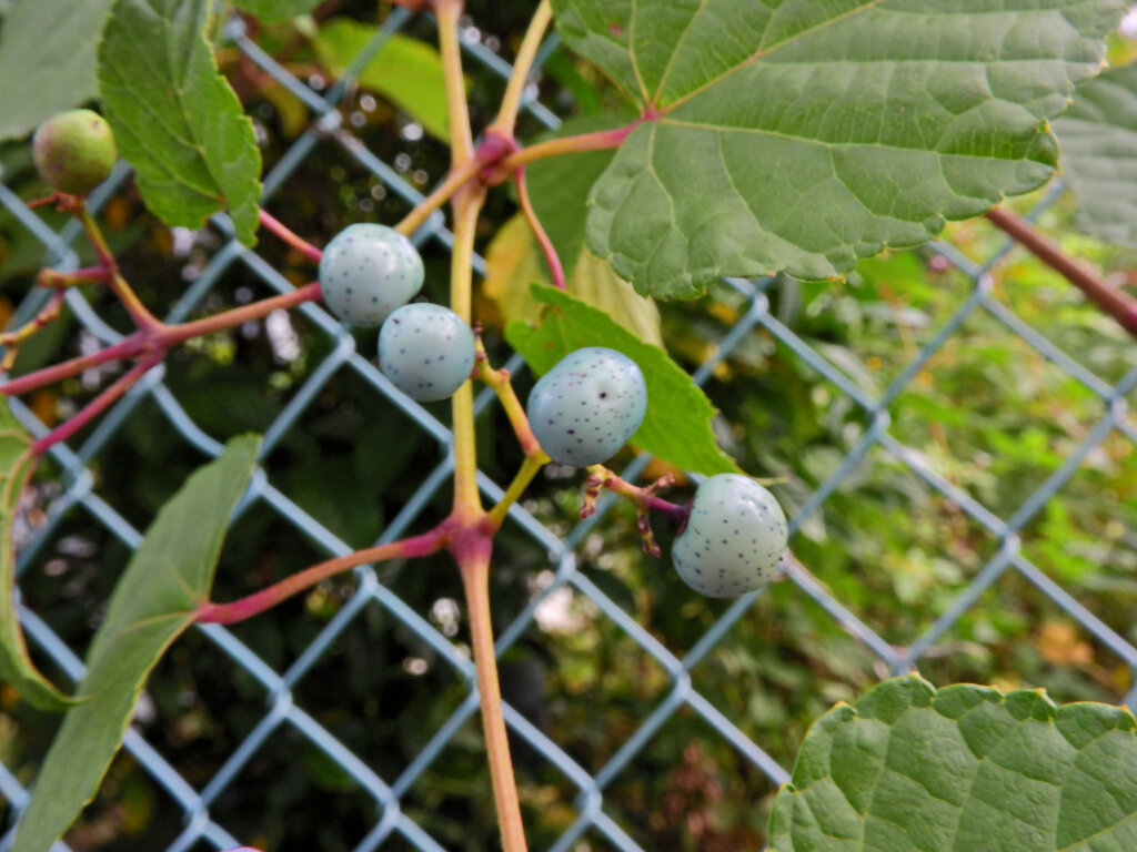 野ぶどう（野葡萄）の実　６