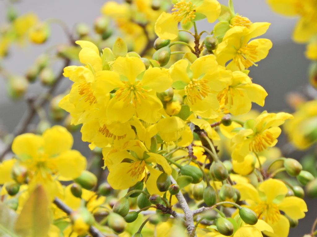 ミッキーマウスの木   （オクナ・セルラタ）花　５