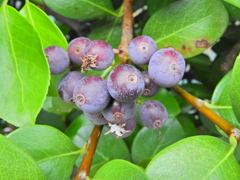 丸葉車輪梅 （まるばしゃりんばい）実　１