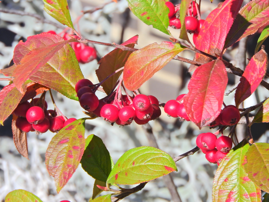セイヨウカマツカ　７