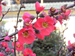 ぼぉけぇ～　５