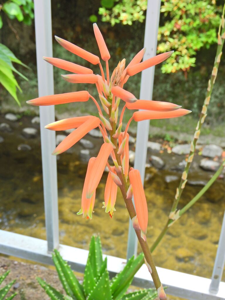 アロエの花　４